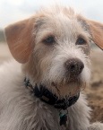 Doggy picture 1