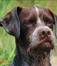 Doggy picture 2