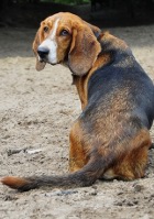 Doggy picture 3