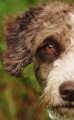 Doggy picture 4