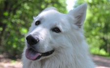 Doggy picture 5