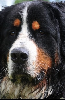Doggy picture 6