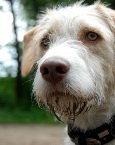 Doggy picture 1
