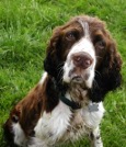 Doggy picture 2