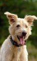 Doggy picture 4