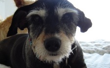 Doggy picture 5