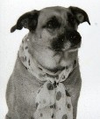 Doggy picture 6