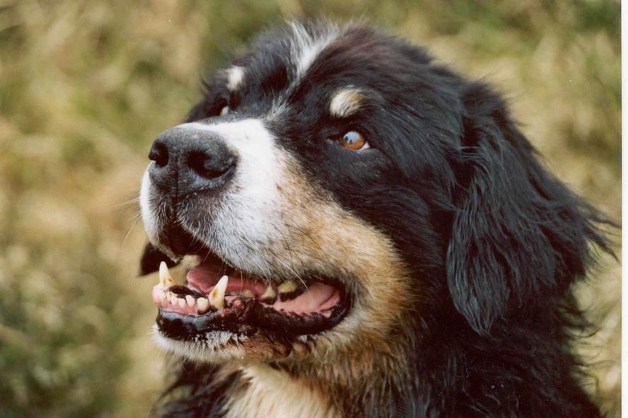 Doggy picture 7